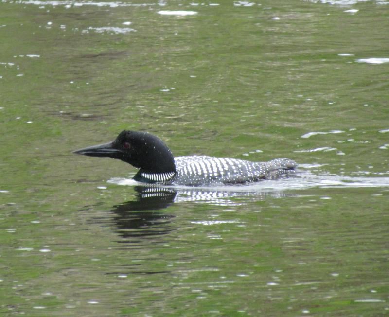 Anyone who spends time on a Maine lake is familiar with the haunting calls of the Common Loon. Photo courtesy Jeff Wells