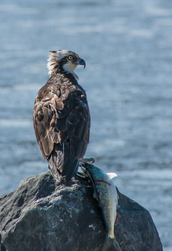 The complexities of catching a fish require a great deal of learning by ospreys. How that happens, humans can still only guess. By Paul VanDerWerf from Brunswick, Maine, USA - Osprey, CC BY 2.0, Courtesy of Wikimedia Commons #bird-column, #Jeff and Allison Wells, #birds, #boothbay register, #osprey