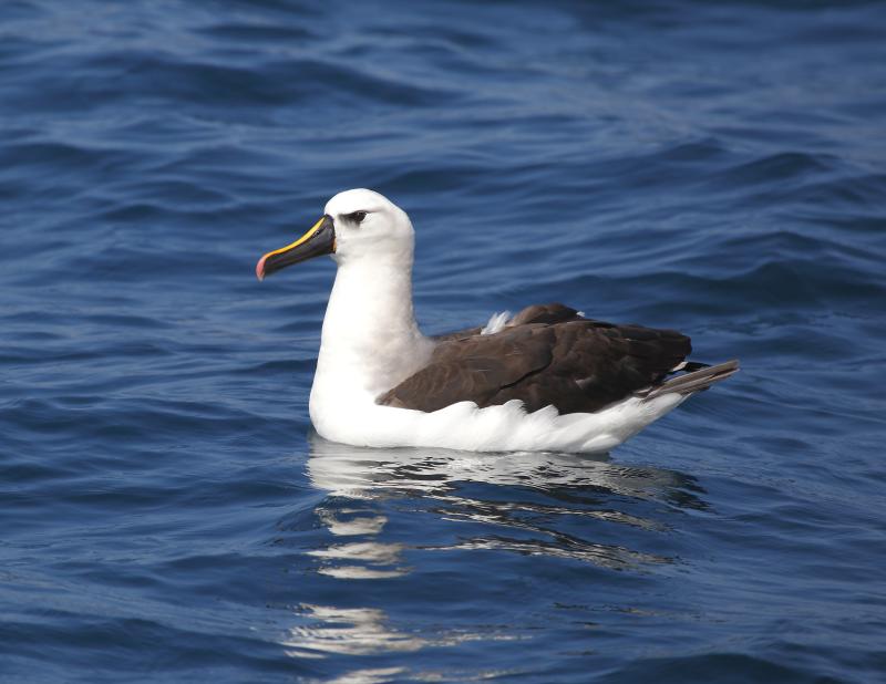 Yellow-nosed albatross showing off the yellow along the top of the beak from where it gets its name. The rare species was recently seen off the coast of Boothbay; this one was photographed off Brazil, where they are supposed to be rather than in the Gulf of Maine! Photo by Hector Bottai, courtesy of Wikimedia Commons. #bird-column, #gulf of maine, #jeff and allison wells, #boothbay register, #wiscasset newspaper, #penbay pilot, #birds, #maine, #yellow-nosed albatross