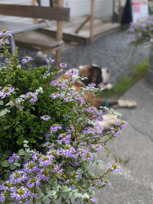 CANDI JONETH/Boothbay Register