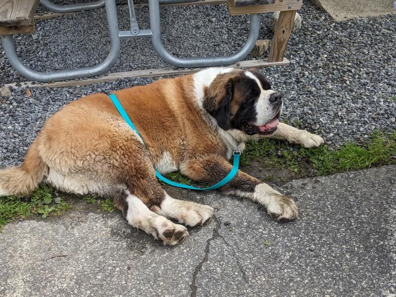 The handsome Jeronimo. CANDI JONETH/Boothbay Register