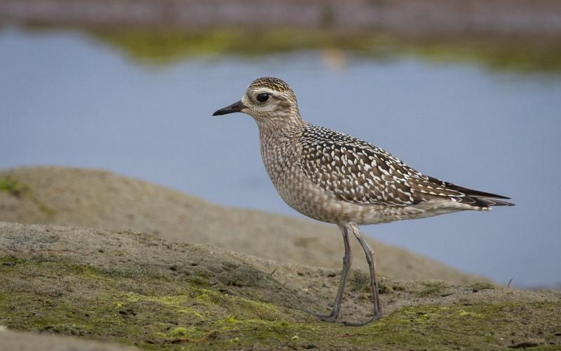 Here in Maine, in fall, when we see an American golden-plover, it usually looks less dramatic than those in breeding plumage—like this young bird from September on the Maine coast. Adults in non-breeding plumage are similar but have less of a spangled appearance on the back. Photo by Fyn Kynd, courtesy Wikimedia Commons. #bird-column, #jeff and allison wells, #boothbay register, #tullik’s odyssey, #birds, #maine, #american golden-plover