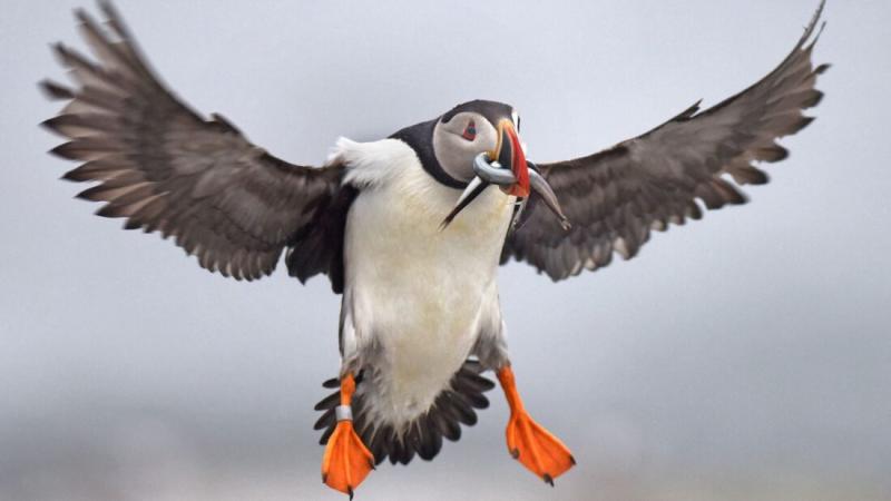 A puffin flies onto Eastern Egg Rock with juicy sand lance for a chick. The island, six miles off Pemaquid Point, was where Project Puffin began 50 years ago. Puffins were killed off the island in the 1880s by hunting. In 2019, the project set a record of 188 breeding pairs. Photo by Derrick Z. Jackson.
