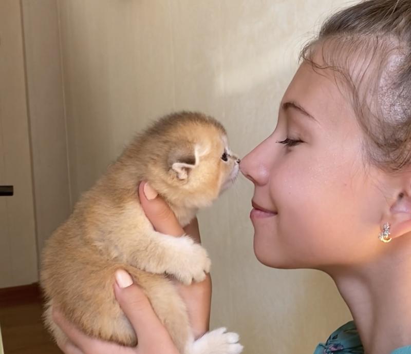 This sweet kitten nose bump is among the many visuals of cats and their families in “Cat Video Fest.” See it at the Lincoln Saturday, Aug. 12. Courtesy of the venue