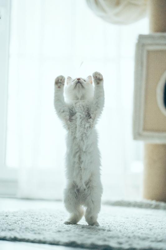And ... stretch! This standing white cat is among the many felines to be met in this year’s Cat Video Fest” at the Lincoln Theater Aug. 12 - two shows! Courtesy of the venue