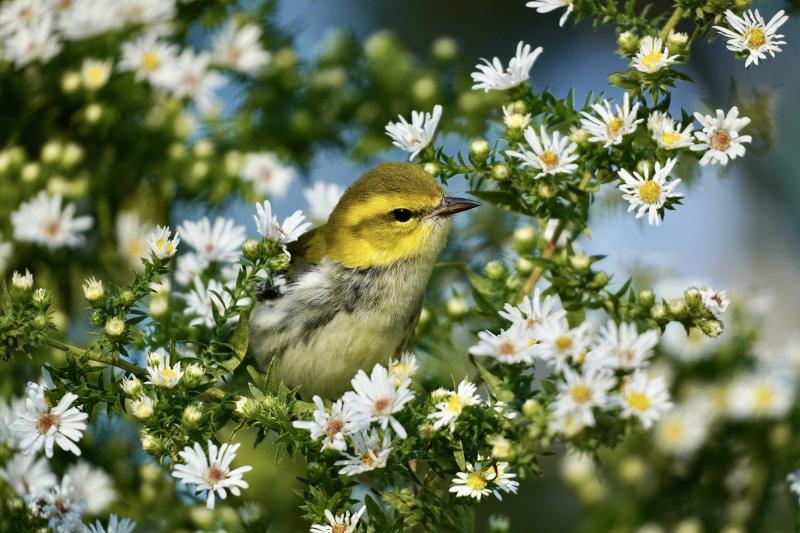 Black-throated green warblers were among the birds rescued by lobsterman off the Maine coast last week. Photo by Fetafete, courtesy of Wikimedia Commons #bird-column, #hurricane-lee, #jeff and allison wells, #maine, #birds, #lobsterman, #boothbay register, black-throated green warbler
