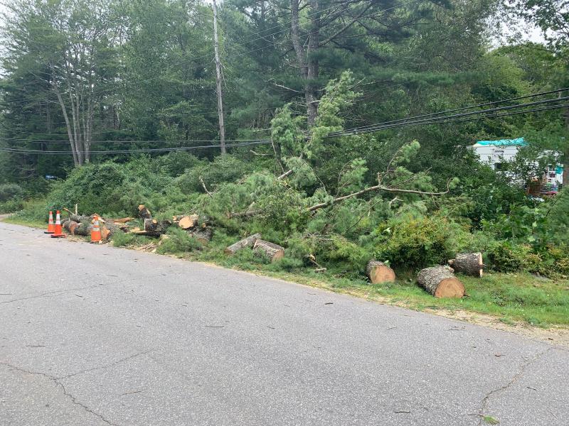 The pine tree on Back Narrows Road leans on power lines. KEVIN BURNHAM/Boothbay Register
