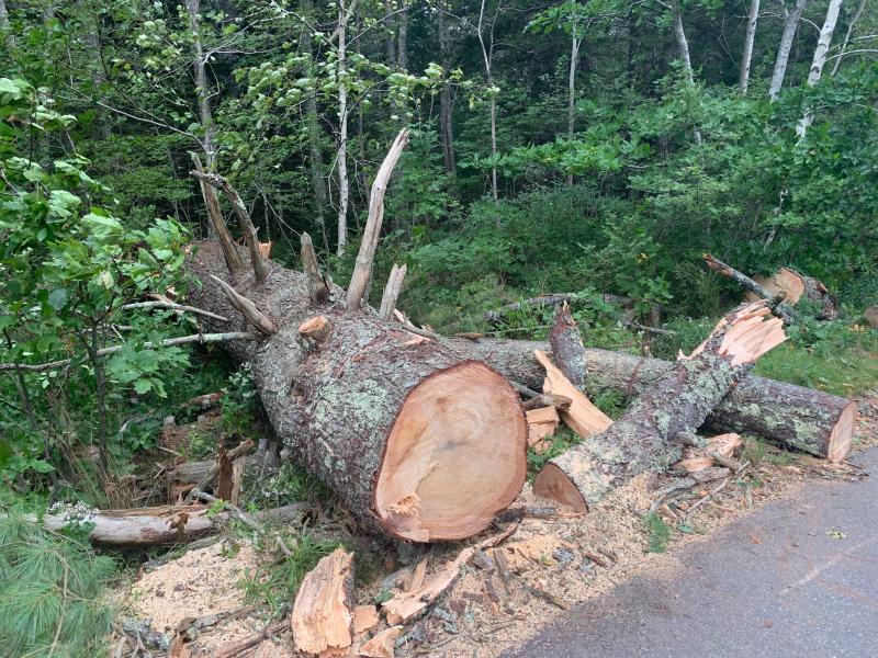 This massive pine tree that fell on wires on Back Narrows Road, Boothbay helped take out power for about 32 hours. KEVIN BURNHAM/Boothbay Register