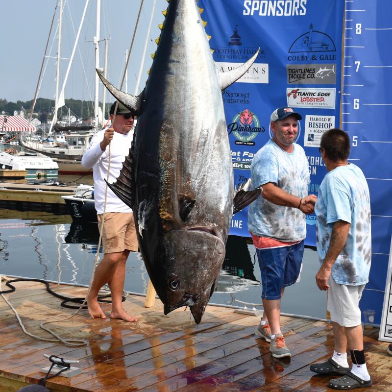 Greg Blackler, middle, shakes his mate's hand after weighing in a 576.5 tuna. File photo