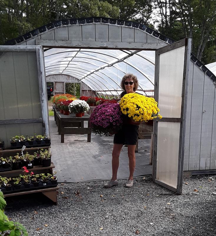 A home for mum. Conley’s Ruth Watts starts moving the 200-300 mums at Conley’s. JANE CARPENTER/Boothbay Register