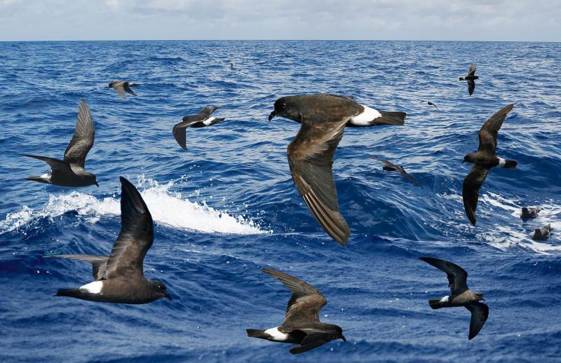 The birds long-known as band-rumped storm-petrels are likely a complex of as many as ten different species, six of which occur in the Atlantic. Photo collage of Band-rumped storm-petrels by Richard Crossley from the Crossley ID Guide to Eastern Birds courtesy of Wikimedia Commons. #bird-column, #Jeff and Allison Wells, #boothbay register, #birds, #maine, #wilson’s storm-petrel, #band-rumped storm-petrel