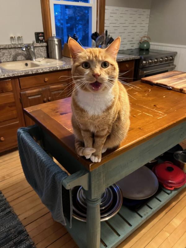Marli-Jean. CANDI JONETH/Boothbay Register