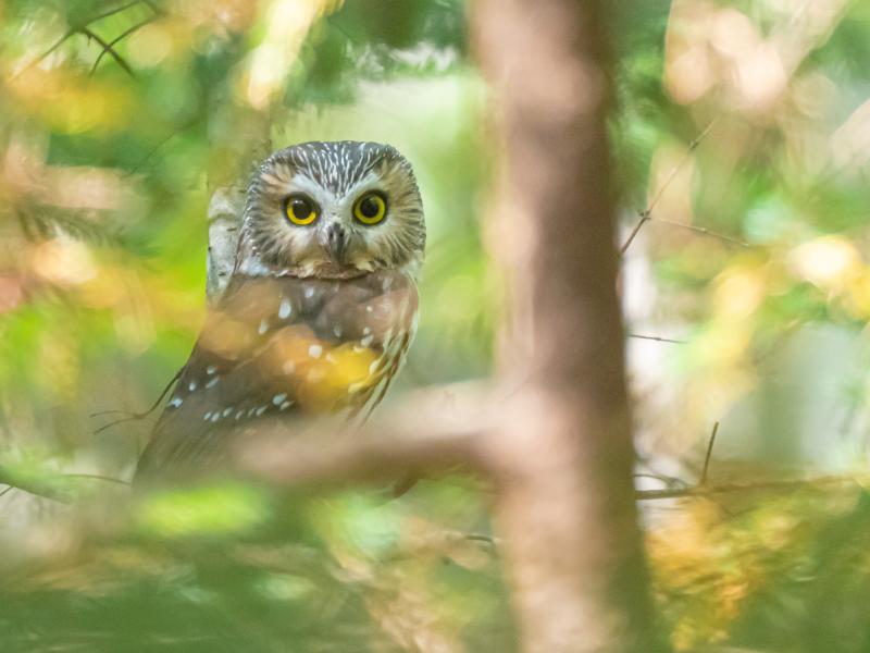 An owl in a Boothbay Region Land Trust preserve. Courtesy of BRLT