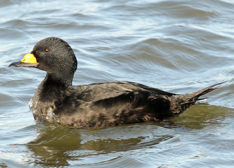 Black scoters that regularly pass through or spend the winter along the Maine coast may have nested in the 12-million-acre Seal River Watershed of northern Manitoba. Photo by Peter Massas, courtesy of Wikimedia Commons #bird-column, #jeff and allison wells, #birds, #boothbay register, #maine, #seal river watershed, #black scoter