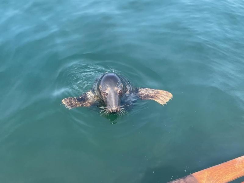 A seal in local waters. Mark Stover photo