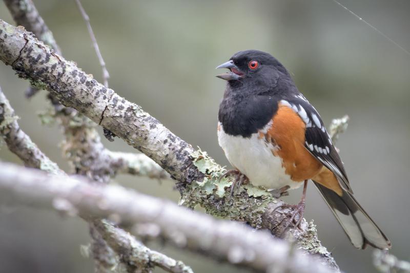 Maine's first record of the spotted towhee has been of a bird that was found in Kittery in November and has continued being seen into the New Year. Photo by Becky Matsubara, courtesy of Wikimedia Commons. #bird-column, #western birds, #Townsend’s warbler, #hepatic tanager, #jeff and allison wells, #boothbay register, #maine, #birds, #spotted towhee