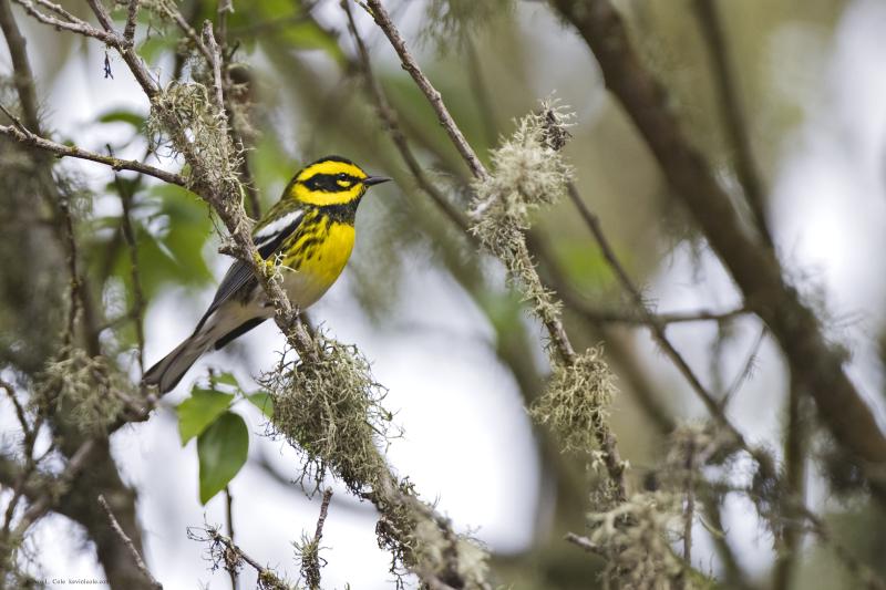 Towsend's warbler is a West Coast close cousin to our familiar black-throated green warbler. a Townsend’s warbler has been delighting birders in Ogunquit, Maine this December. Photo by Kevin Cole, courtesy U.S. FIsh and Wildlife Service. #bird-column, #western birds, #Townsend’s warbler, #hepatic tanager, #jeff and allison wells, #boothbay register, #maine, #birds, #spotted towhee