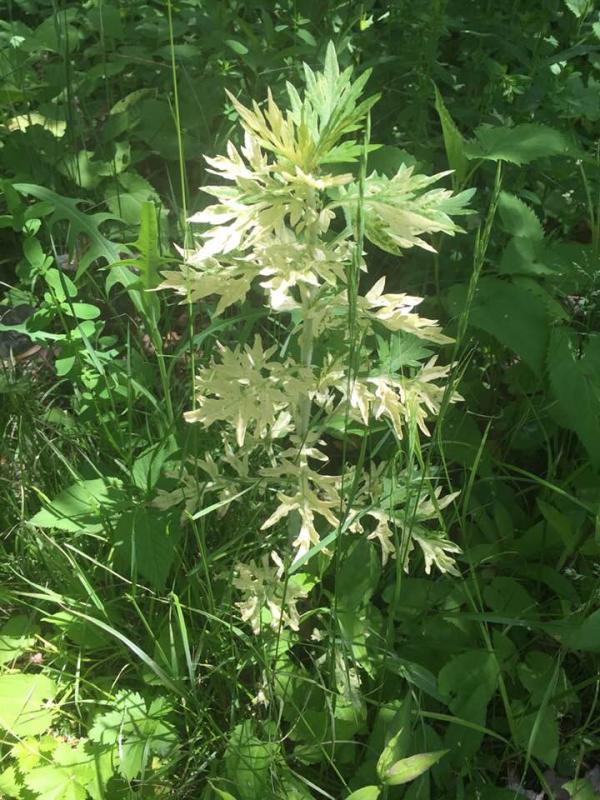 Variegated mugwort. LISA KRISTOFF/Boothbay Register