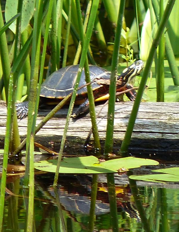 Oak Point Farm, BBRLT’s headquarters, offers an accessible trail suitable for strollers and wheelchairs, surrounding a freshwater pond that is teeming with wildlife. Courtesy of BBRLT