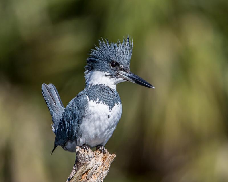 The belted kingfisher, a common sight in Maine. It’s Japanese counterpart inspired engineering solutions for the country’s bullet trains. Photo by Andy Morffew courtesy of WIkimedia Commons under the Creative Commons Attribution 2.0 Generic license.
