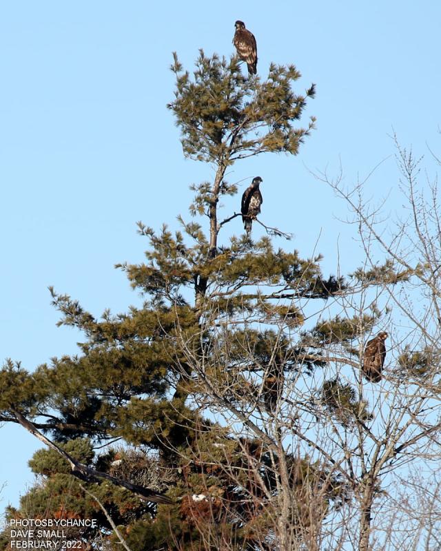 The authors tallied and amazing 37 bald eagles in one particular area along the banks of the Kennebec River in Gardiner during this year’s Great Backyard Bird Count. Courtesy of David Small #bird-column, #great backyard bird count, #maine, #jeff and allison wells, #birds, #boothbay register, bald eagle
