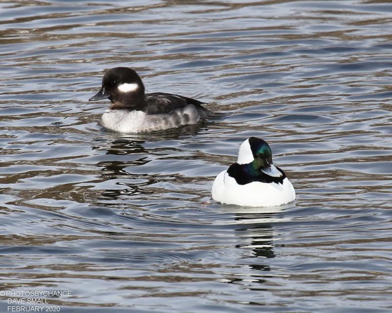 During this year’s Great Backyard Bird Count, the authors saw 55 bufflehead in Wiscasset north of the Route 1 bridge as viewed from near the water treatment plant. Courtesy of David Small #bird-column, #great backyard bird count, #maine, #jeff and allison wells, #birds, #boothbay register, bufflehead