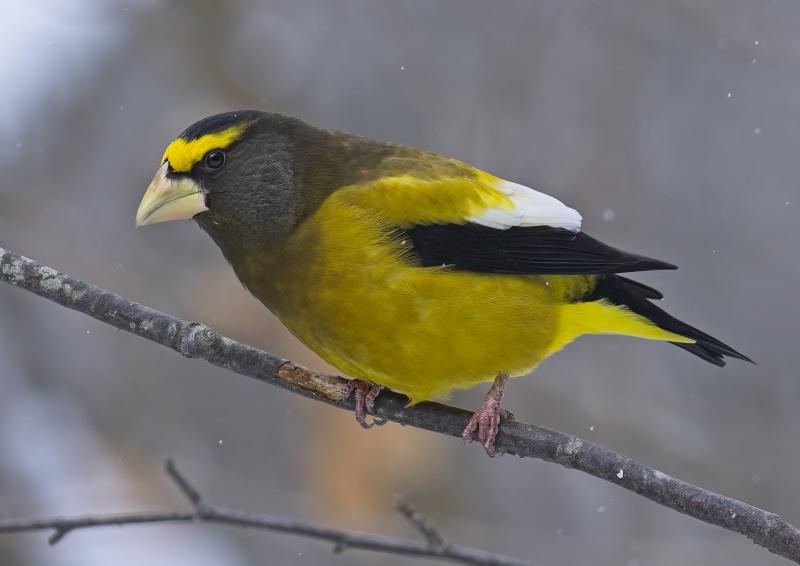 Enormous flocks of evening grosbeaks graced feeders throughout Maine in the 1970s and 80s. Such flocks have long disappeared from the state. Photo courtesy of Mykola Swarnyk, Wikimedia Commons #bird-column, #boothbay register, #evening grosbeak, #Jeff and Allison Wells, #birds, #maine