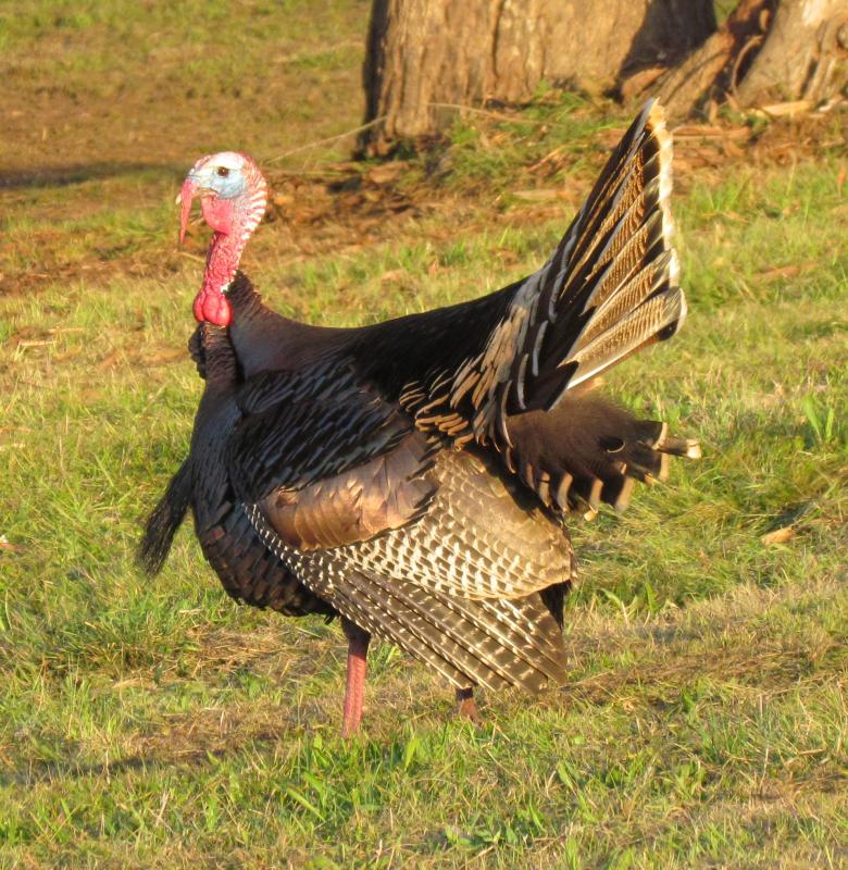 A displaying male wild turkey is a jaw-dropping sight to see. Thankfully, after many decades of reintroduction work, wild turkeys are common in Maine after an absence of more than 100 years. Courtesy of Jeff Wells #bird-column, #boothbay register, #wild turkey, #Jeff and Allison Wells, #birds, #maine