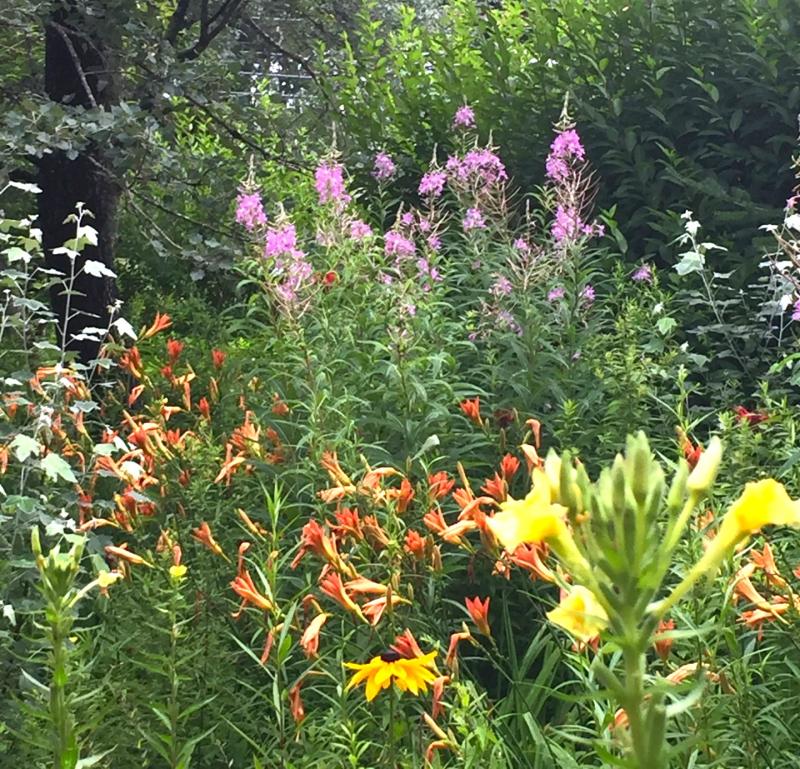 Backyard last summer. LISA KRISTOFF/Boothbay Register