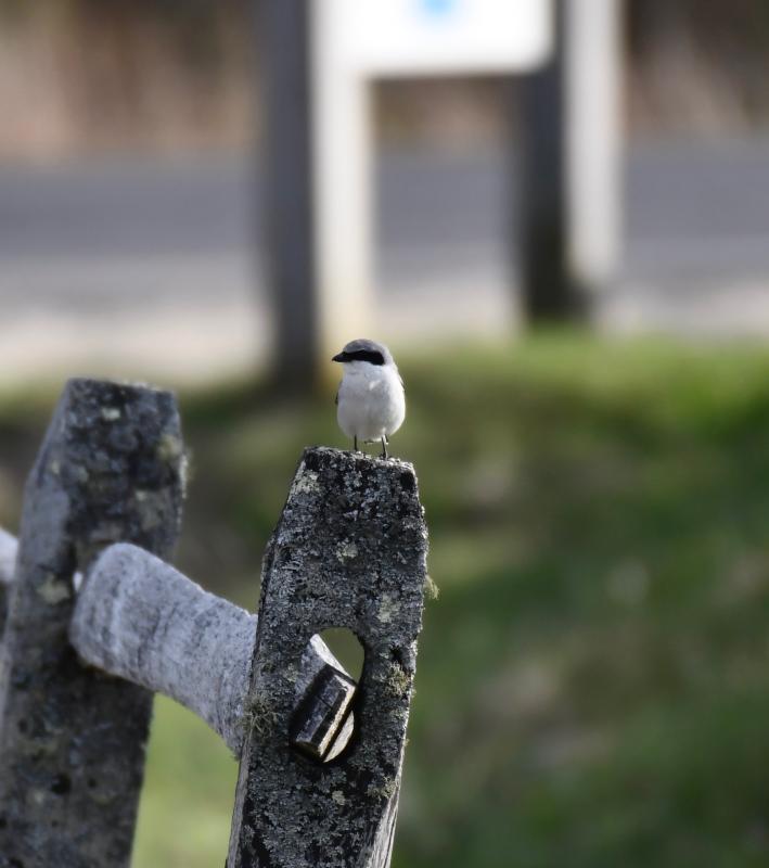 A loggerhead shrike was one of three rare bird species that made recent appearances here in Maine. The shrike showed up for one day - April 21 - in North Yarmouth. Courtesy of Michael Boardman #bird-column, #loggerhead shrike, #rare birds, #maine, #jeff and allison wells, #boothbay register, #penbay pilot, #birds