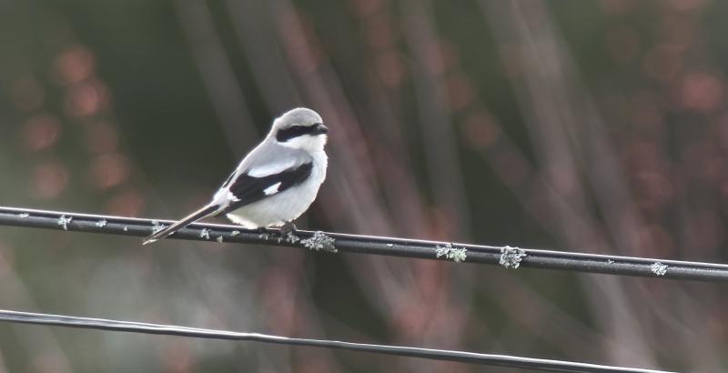 Loggerhead shrikes formerly nested across much of Maine many, many years ago. Now it is an extremely rare visitor. Courtesy of Doug Hitchcox #bird-column, #loggerhead shrike, #rare birds, #maine, #jeff and allison wells, #boothbay register, #penbay pilot, #birds