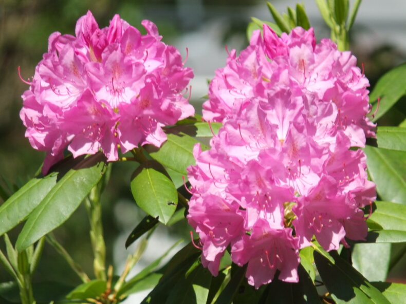 Rhodies. LISA KRISTOFF/Boothbay Register