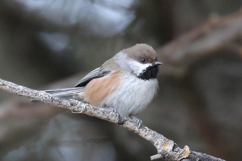 Among the pine siskin’s surprise vocalizations: boreal chickadee, a species of the North that very likely will never be heard or seen in the neighborhood. Photo: Wikimedia D Faulder #bird-column, #boothbay register, #jeff and allison wells, #birds, #maine, #boreal chickadeesiskin