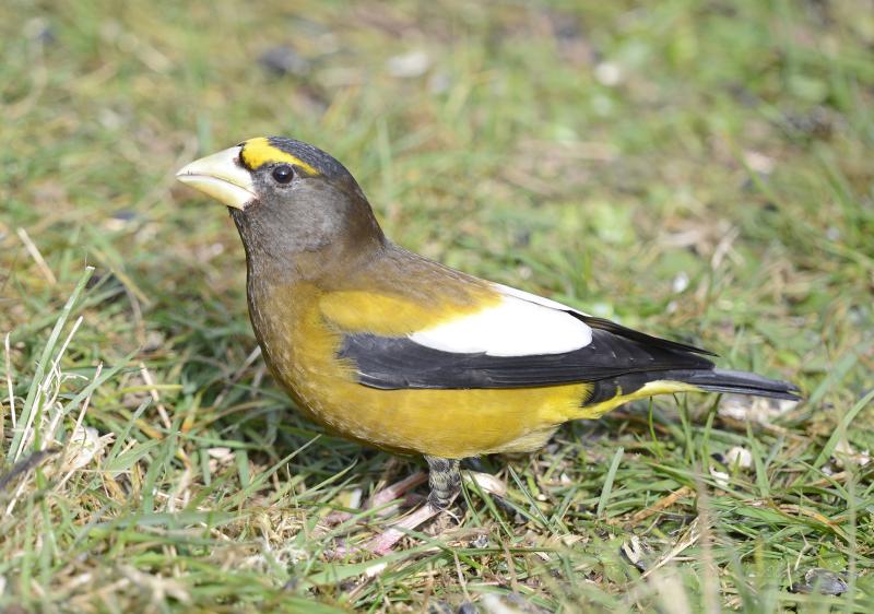 Over the years, the authors have heard the occasional evening grosbeak singing as it passed overhead, but this time, the vocalization was coming from a pine siskin. Photo: Wikimedia Vickie J. Anderson #bird-column, #boothbay register, #jeff and allison wells, #birds, #maine, #evening grosbeak