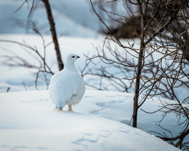 The all-white winter plumage of the willow ptarmigan is perfect for the bird to seem invisible against the snowy landscape of far northern Canada and Alaska. One was seen recently in Maine long after the snow had disappeared. Courtesy of Colin Canterbury/USFWS #bird-column, #boothbay register, #a bird’s tale, #jeff and allison wells, #maine, #birds, #willow ptarmigan