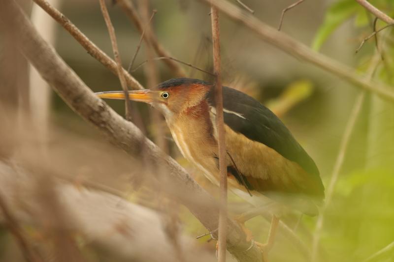 Least bitterns are small, secretive herons that are rarely detected in Maine, usually by voice and only very occasionally by sight. The authors were very fortunate to catch a glimpse of one recently here in the state. Photo by Tony Castro, courtesy of Wikimedia Commons #bird-column, #boothbay register, #maine, #jeff and allison wells, #birds, #least bittern