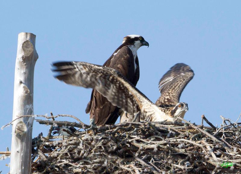 This young osprey is testing out its wings at the nest while one of its parents watches above. Photo by John Haedo, CC BY 2.0 <https://creativecommons.org/licenses/by/2.0>, via Wikimedia Commons #bird-column, #boothbay register, #jeff and allison wells, #birds, #maine, #chimney swifts, ospresy