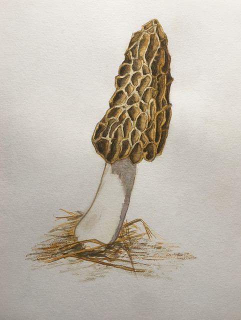 Morel shroom. Illustration by Hilary E. Bartlett