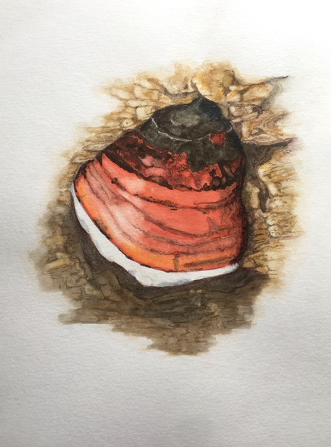 Red Belted Polypore. Illustration by Hilary E. Bartlett