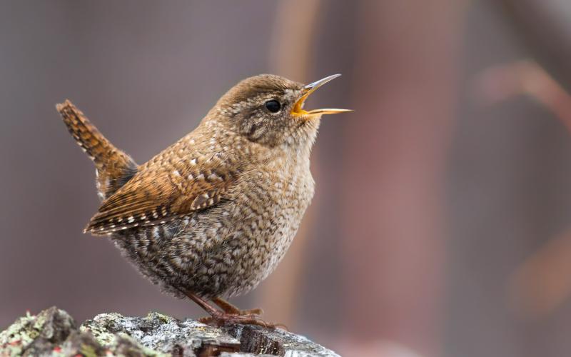 WIth its short tail cocked upward, this tiny winter wren is belting out its impressively complicated and beautiful song from a lichen-covered log in a cool northern woodland. Photo by Fyn Kynd, courtesy of Wikimedia Commons #bird-column, #birds, #boothbay register, #Jeff and Allison Wells, #maine, #winter wren