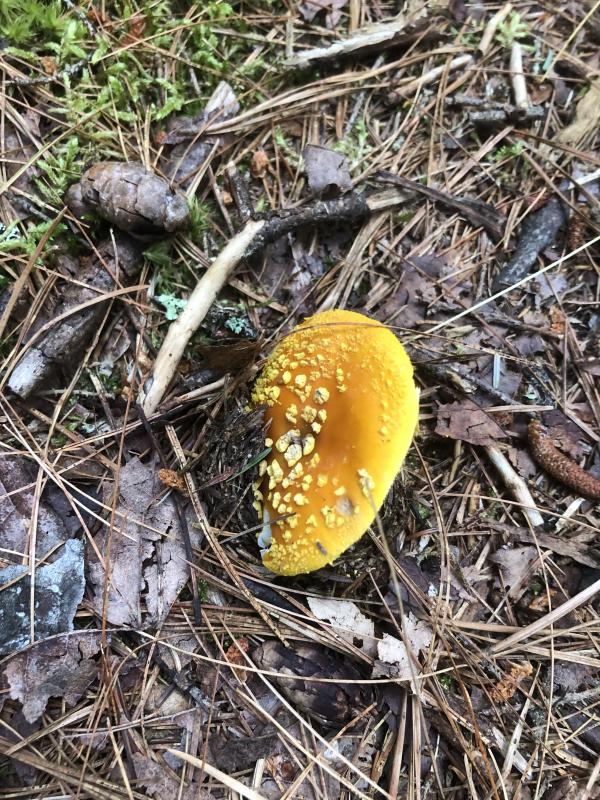 This mushroom (Amanita sp.) is actually the fruiting body of a vast underground network of cells that keep forests healthy by sharing nutrients with trees. Courtesy of Jeff Wells #bird-column, #boothbay register, #jeff and allison Wells, #maine, #cornell, #archie ammons, #mushrooms, #amanita