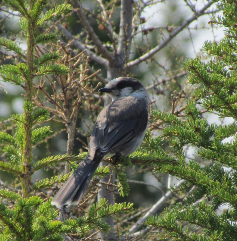Canada jays are among the bird species that regularly eat lichens and other fungi. Courtesy of Jeff Wells #bird-column, #boothbay register, #jeff and allison Wells, #maine, #cornell, #archie ammons, #mushrooms