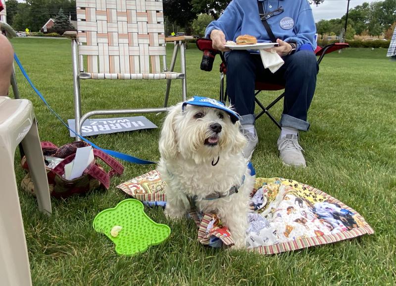 Jerry the dog rocks Democrat blue. ISABELLE CURTIS/Boothbay Register