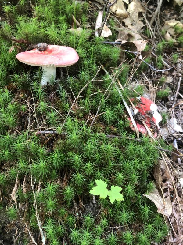 Mushrooms like this rusella species are among those eaten by birds and other animals. Courtesy of Jeff Wells #bird-column, #boothbay register, #jeff and allison Wells, #maine, #cornell, #archie ammons, #mushrooms, #rusella