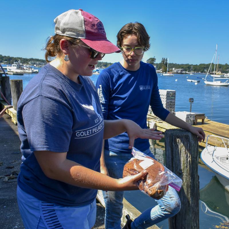 Pelagic Fisheries Lab scientist Mackenzie O’Donnell and intern Olive Hight show off tuna liver samples. FRITZ FREUDENBERGER/Boothbay Register