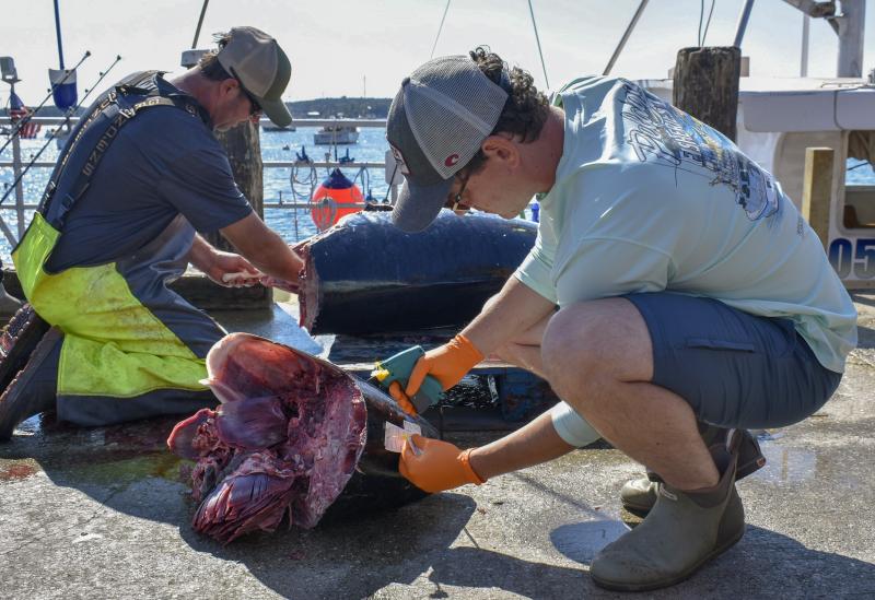 UMaine Pelagic Fisheries Lab researcher John Carlucci labels a tuna head from the 2024 Boothbay Harbor Tuna Challenge while the rest of the fish gets processed in the background. FRITZ FREUDENBERGER/Boothbay Register