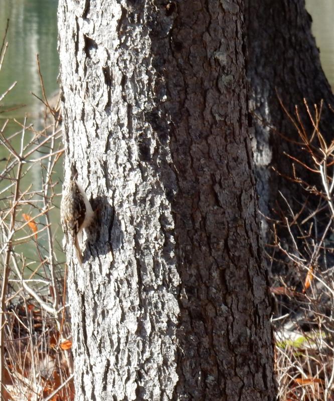 Brown creeper, a familiar bird more often heard than seen along many of Maine's forested trails. Courtesy of Jeff Wells brown creeper