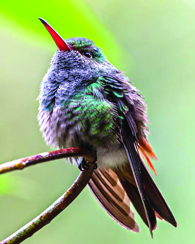 Rufous-Tailed Hummingbird, one of the common species found in backyards and natural areas in Cali, Colombia. Photo by Mark Morflew via Wikipedia Commons Rufous-tailed Hummingbird