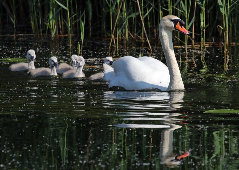 Mute swans have occasionally bred in southern Maine. Despite their demure appearance, they are often aggressive toward other waterfowl and to people. Photo by Charles J. Sharp, courtesy of Wikimedia Commons Mute swans have occasionally bred in southern Maine. Despite their demure appearance, they are often aggressive toward other waterfowl and to people. Photo by Charles J. Sharp, courtesy of Wikimedia Commons
