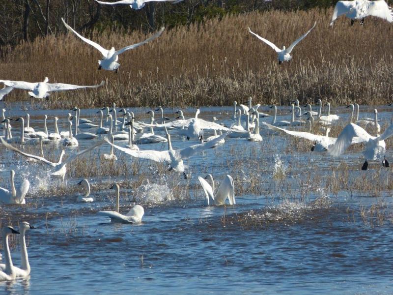 A flock of tundra swans in their normal wintering range along the coast of North Carolina. A tundra swan made a rare visit to Maine recently. Photo: Allie Stewart/USFWS, courtesy Wikimedia Commons A flock of tundra swans in their normal wintering range along the coast of North Carolina. A tundra swan made a rare visit to Maine recently. Photo: Allie Stewart/USFWS, courtesy Wikimedia Commons